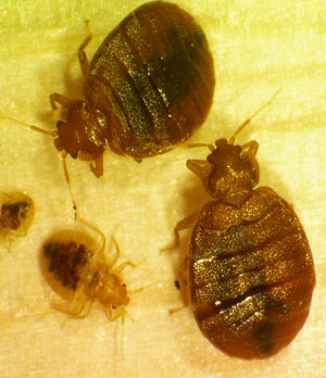 Bed-Bug-Close-Up