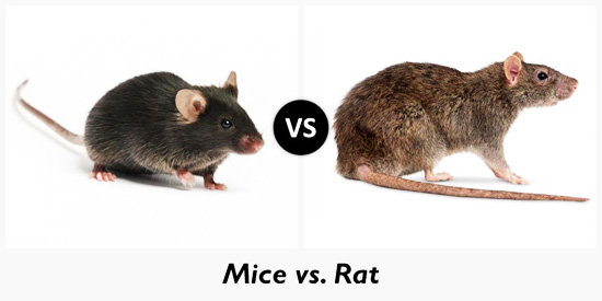 Mice-and-Rat-Pic