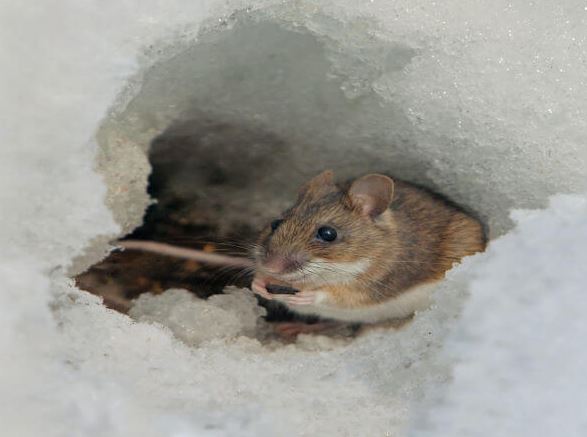 Rodents in Winter