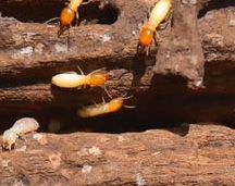 termite-teaser