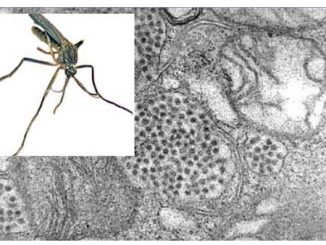 Misquito born EEE Virus