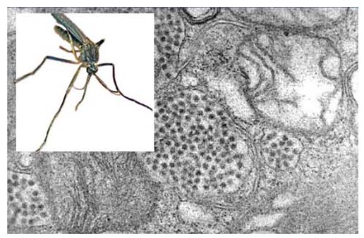 Misquito born EEE Virus