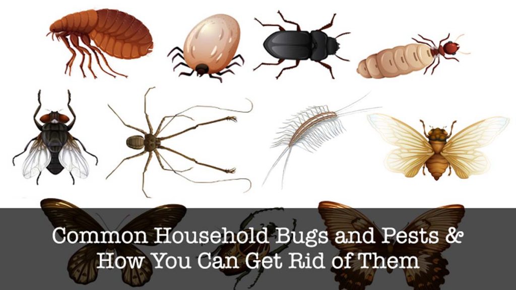 Identifying Common Household Insect Pests